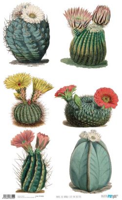 PFY-4335 - PAPEL ARROZ 54x33 LIFE IN CACTUS - pack 6 ud.