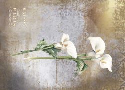 PFY-13133 - Tela Encuadernar Decorada 70x50cm. (La Petite Vie En Fleurs Calla Lily III) - pack 6 ud.