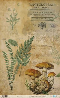 PFY-14592 - Papel Arroz 54x33 cm 25-30 gr. Botanical Book (Mushrooms I)