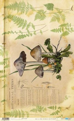 PFY-14595 - Papel Arroz 54x33 cm 25-30 gr. Botanical Book (Mushrooms IV)