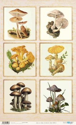 PFY-14596 - Papel Arroz 54x33 cm 25-30 gr. Botanical Book (Frames I)