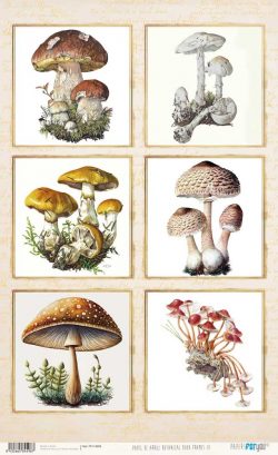 PFY-14598 - Papel Arroz 54x33 cm 25-30 gr. Botanical Book (Frames III)