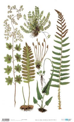 PFY-14606 - Papel Arroz 54x33 cm 25-30 gr. Botanical Book (Pattern VI)